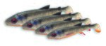 Savage Gear 3D Whitefish Shad Lures